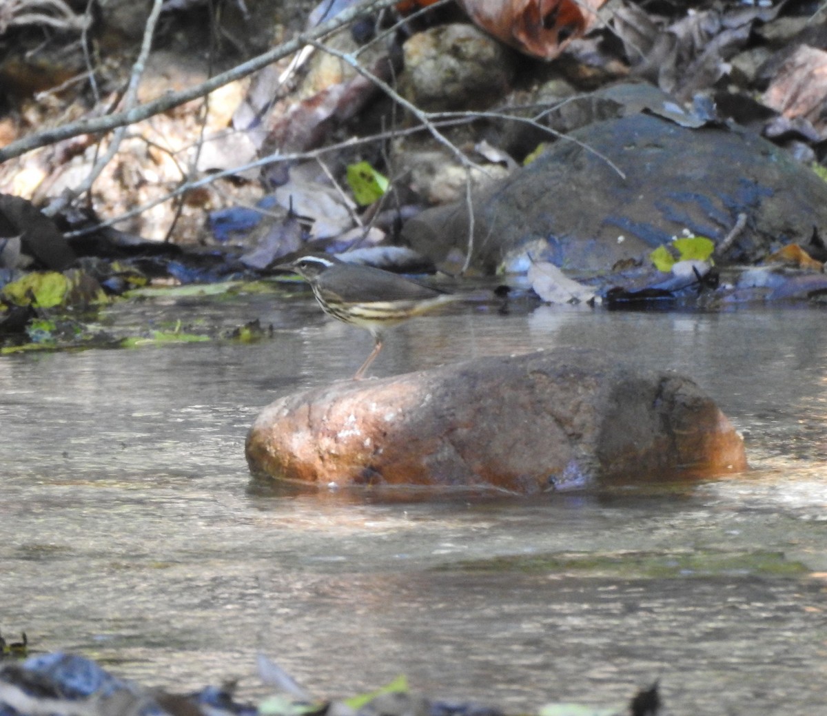 Louisiana Waterthrush - ML645821939