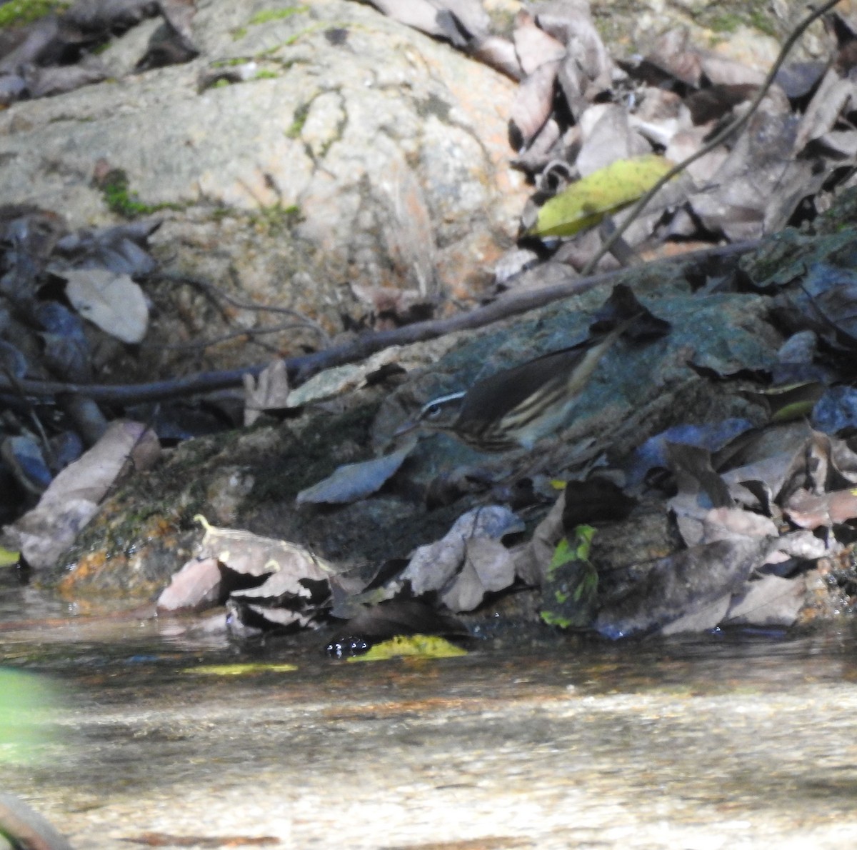 Louisiana Waterthrush - ML645821940