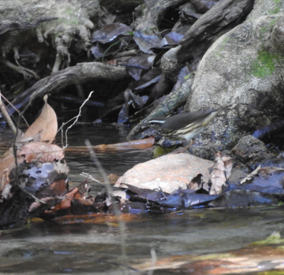 Louisiana Waterthrush - ML645821941