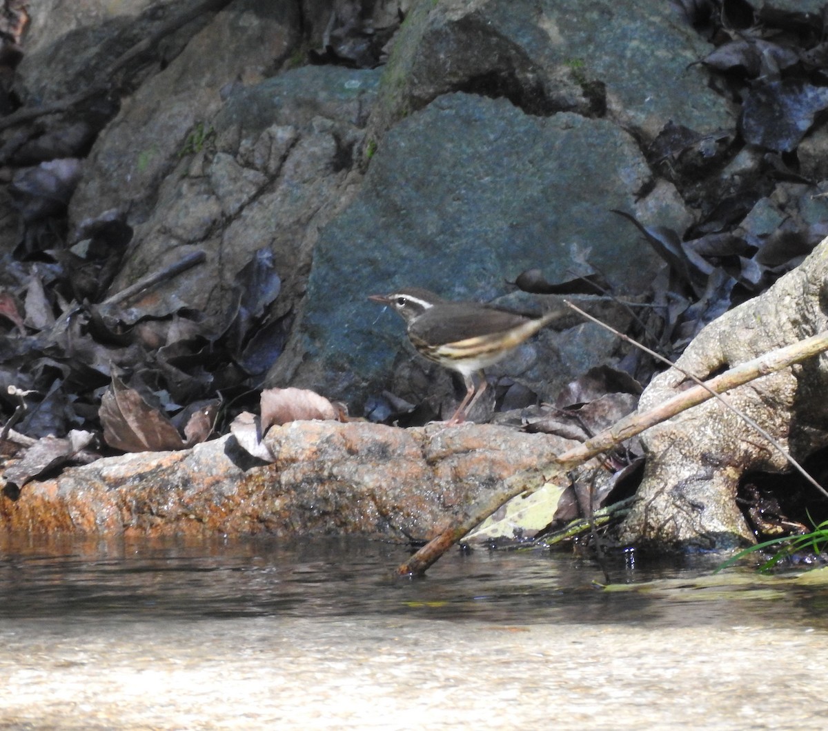 Louisiana Waterthrush - ML645821942