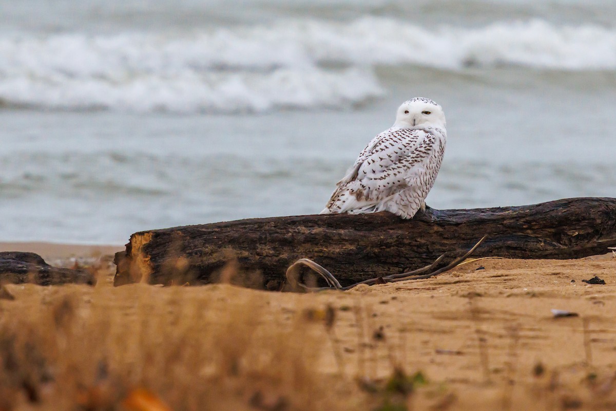 Snowy Owl - ML645821948