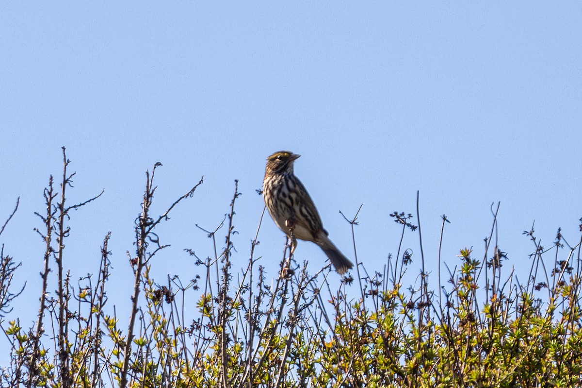 Chingolo Sabanero (grupo guttatus) - ML645821955