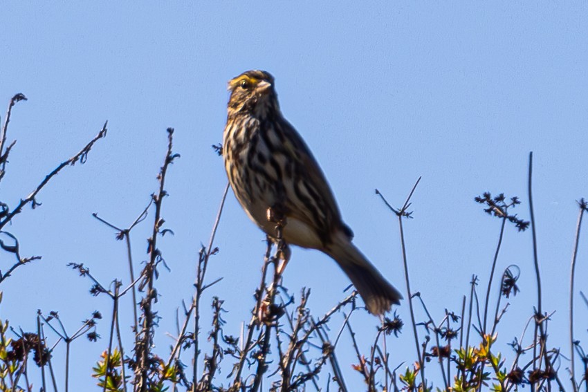 Chingolo Sabanero (grupo guttatus) - ML645821956