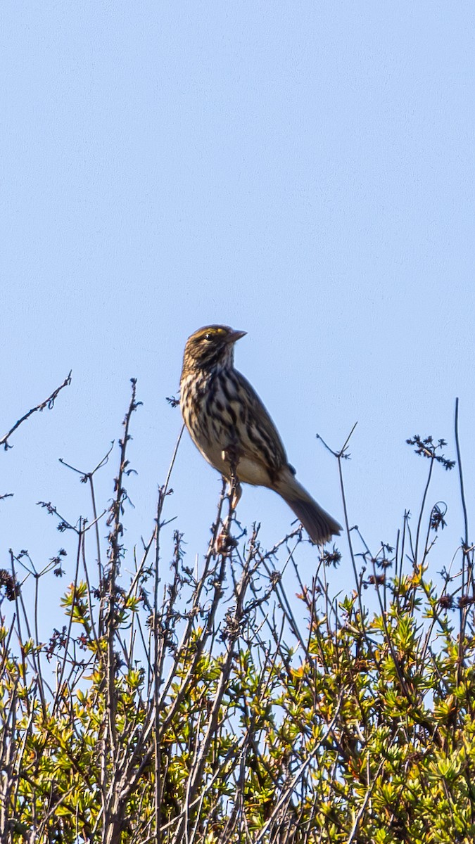 Chingolo Sabanero (grupo guttatus) - ML645821957