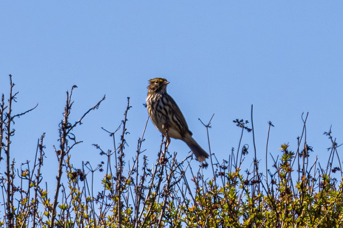 Chingolo Sabanero (grupo guttatus) - ML645821958