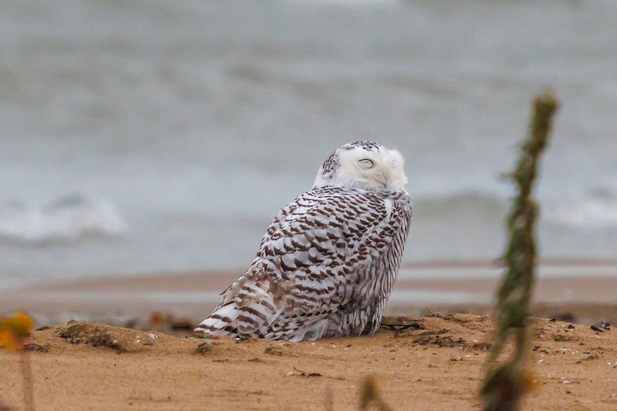 Snowy Owl - ML645821960