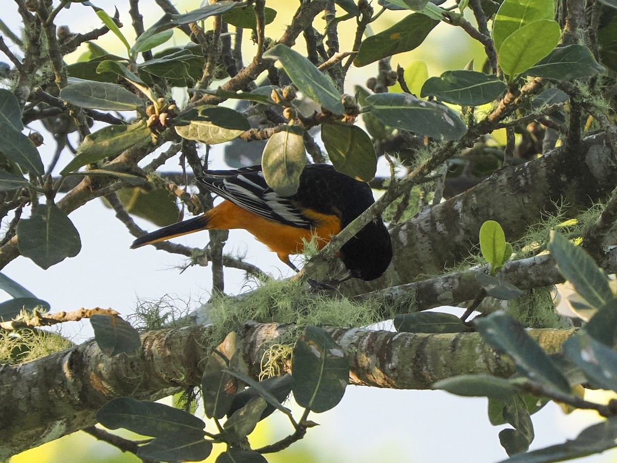 Балтиморский трупиал - ML645821962