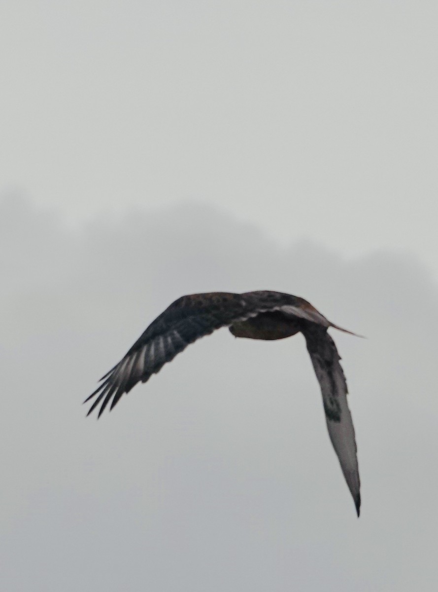 kongevåk - ML645821973