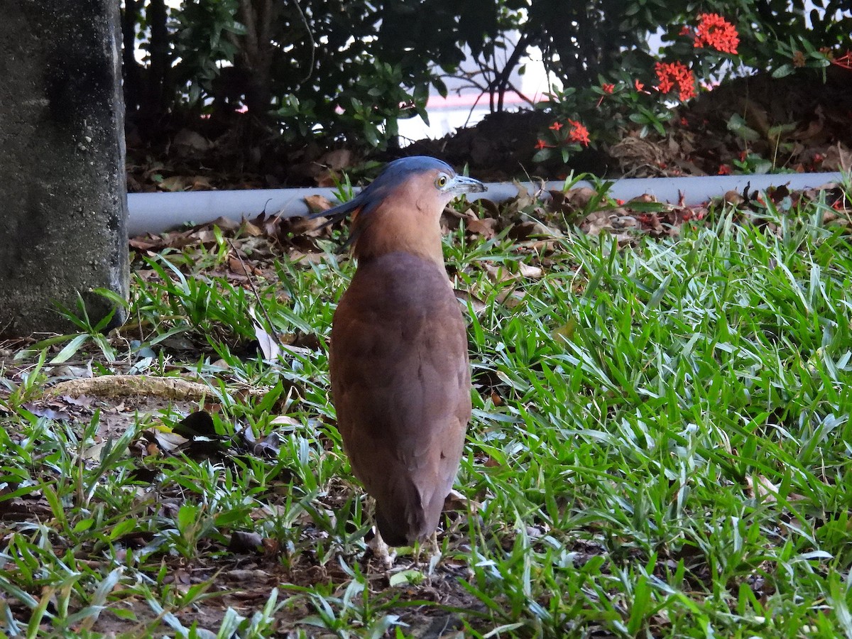 Malay Gece Balıkçılı - ML645821977