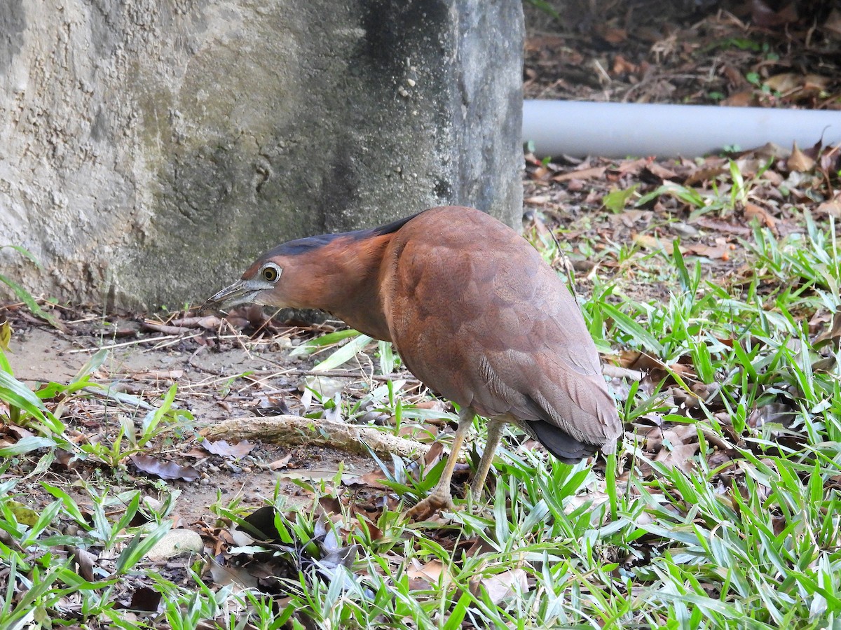 Malay Gece Balıkçılı - ML645821978