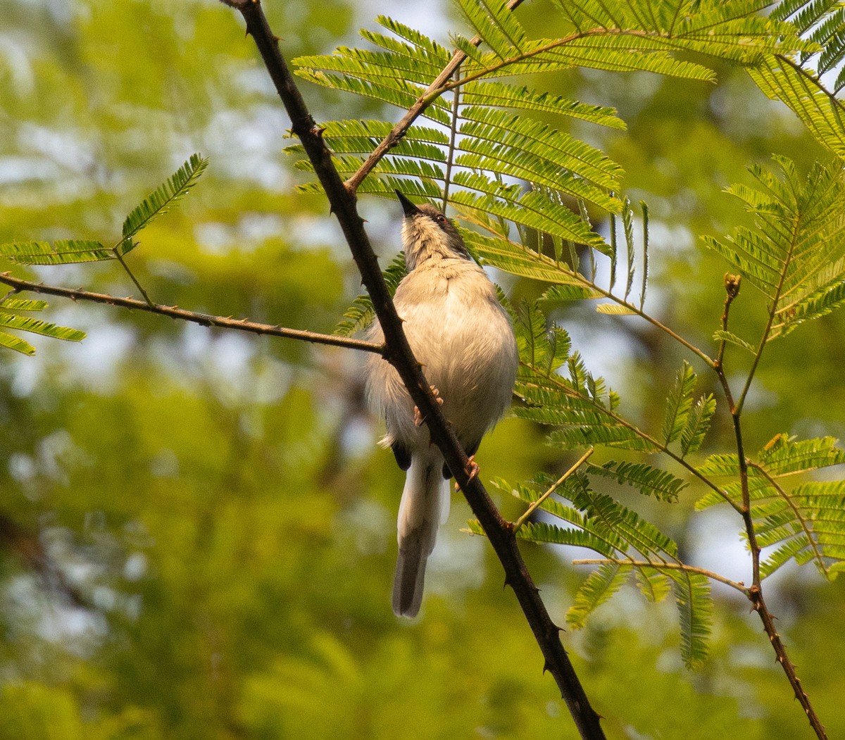 Gray Apalis (Gray) - ML645821980