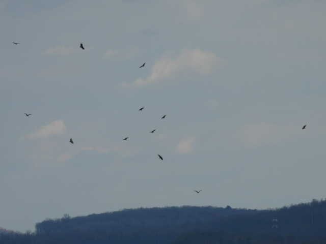 Чёрная катарта - ML645821981