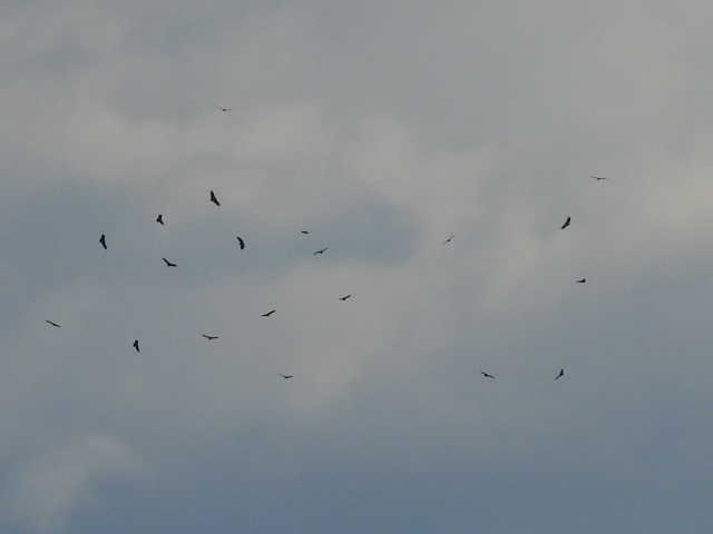 Чёрная катарта - ML645821982