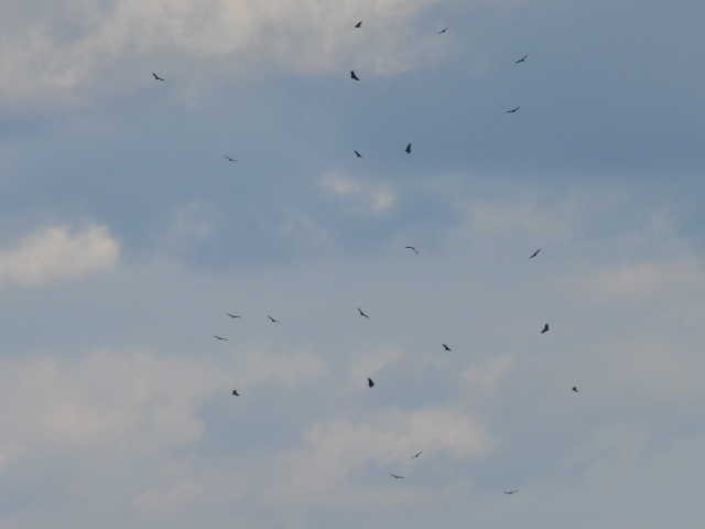 Чёрная катарта - ML645821983