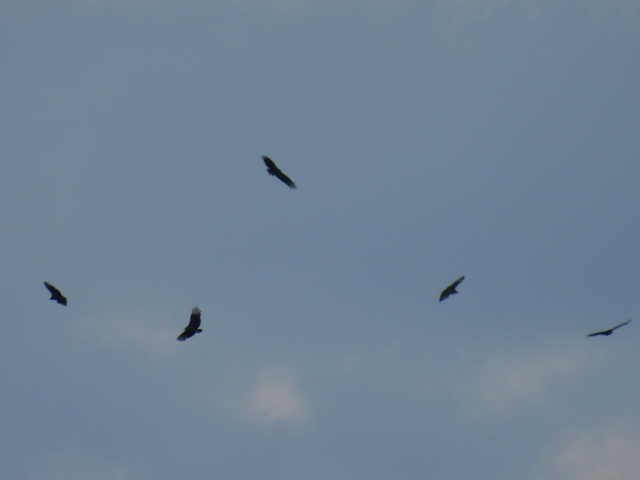 Чёрная катарта - ML645821984