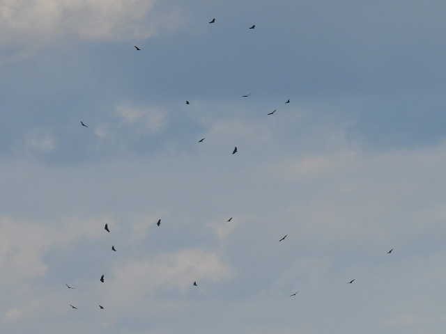 Чёрная катарта - ML645821985