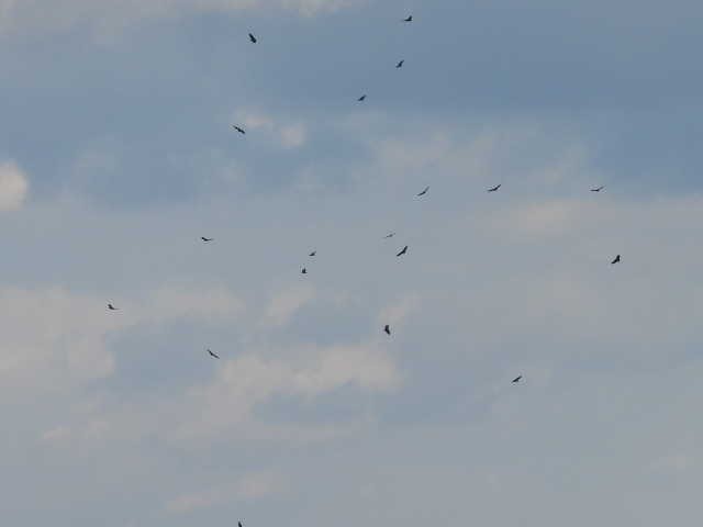 Чёрная катарта - ML645821986