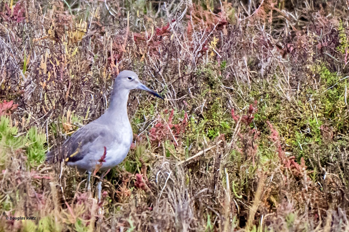 Playero Aliblanco - ML645821987