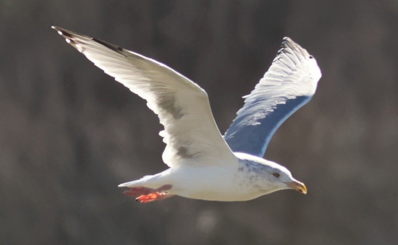 American Herring Gull - ML645821989