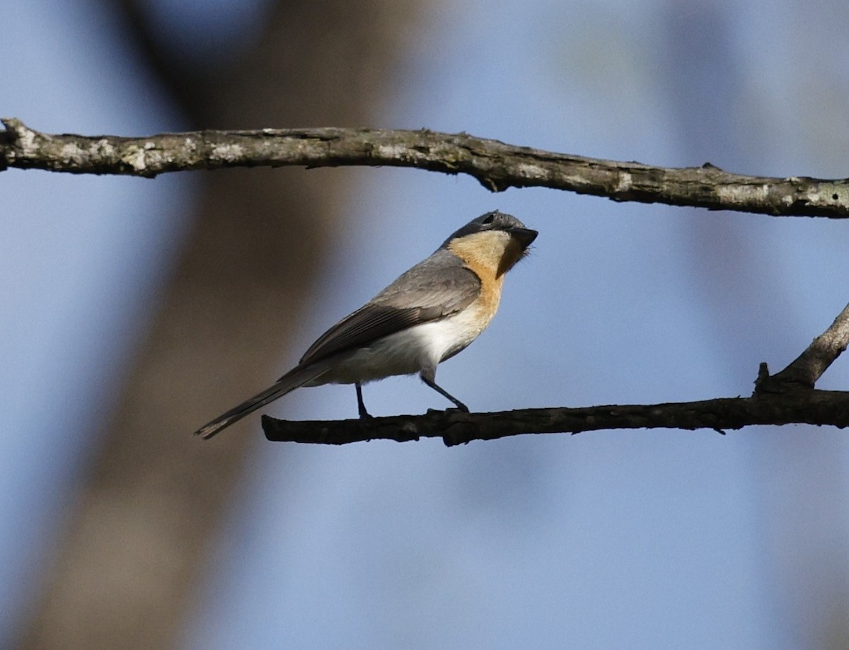 Leaden Flycatcher - ML645821991