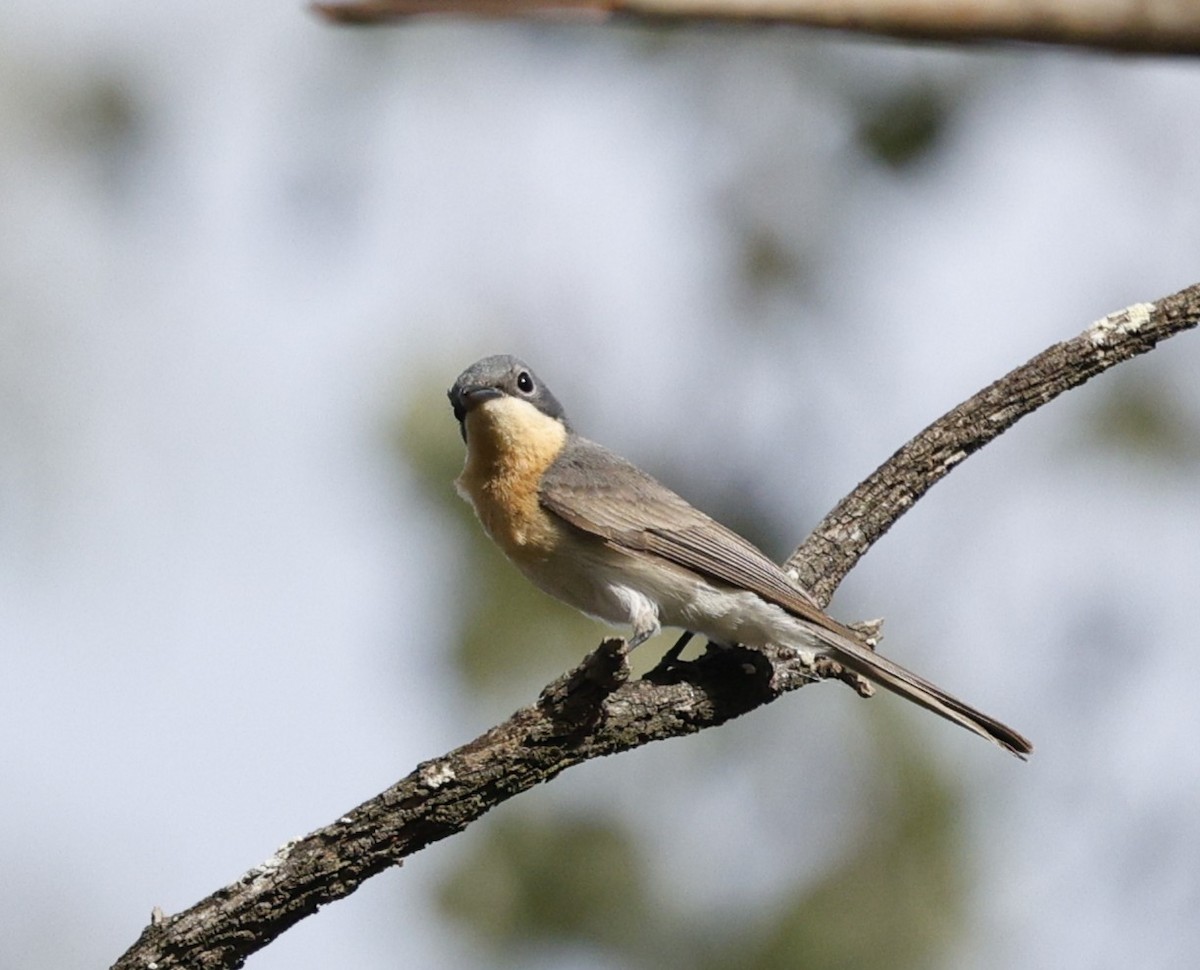 Leaden Flycatcher - ML645821992