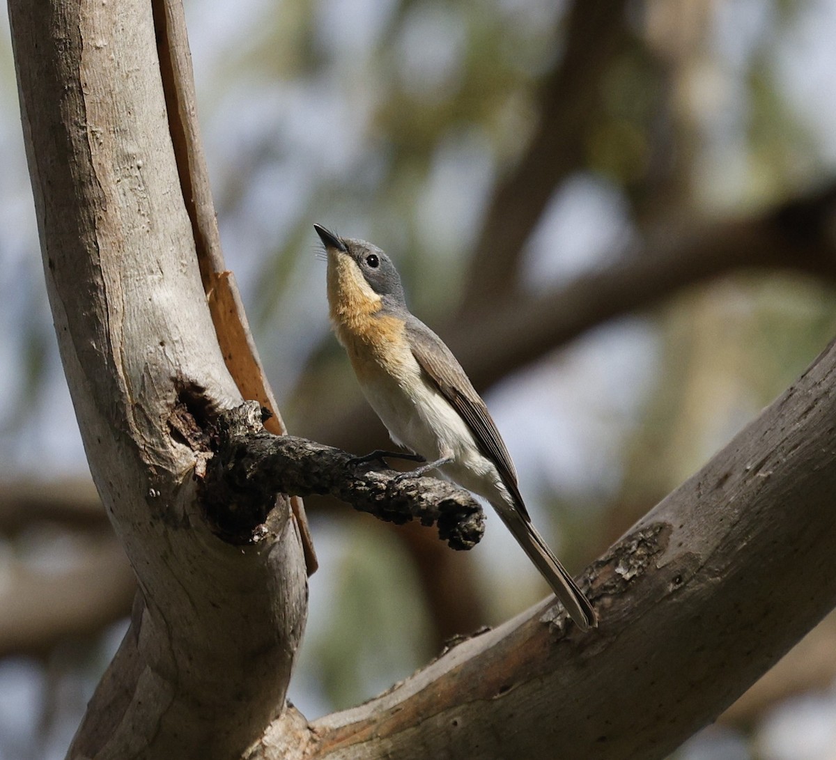 Leaden Flycatcher - ML645821993