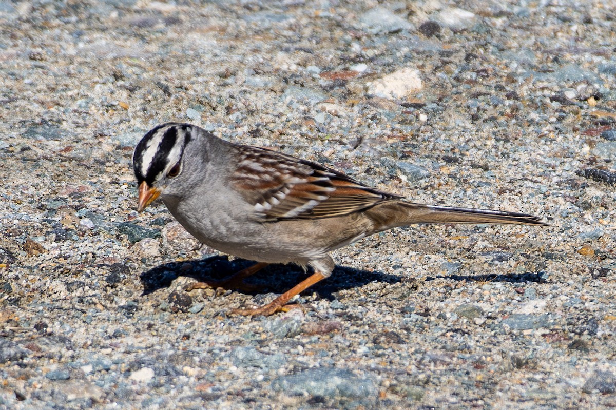 Chingolo Coroniblanco - ML645821999