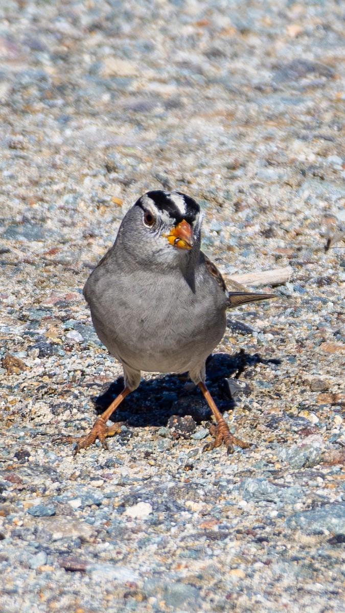 Chingolo Coroniblanco - ML645822000