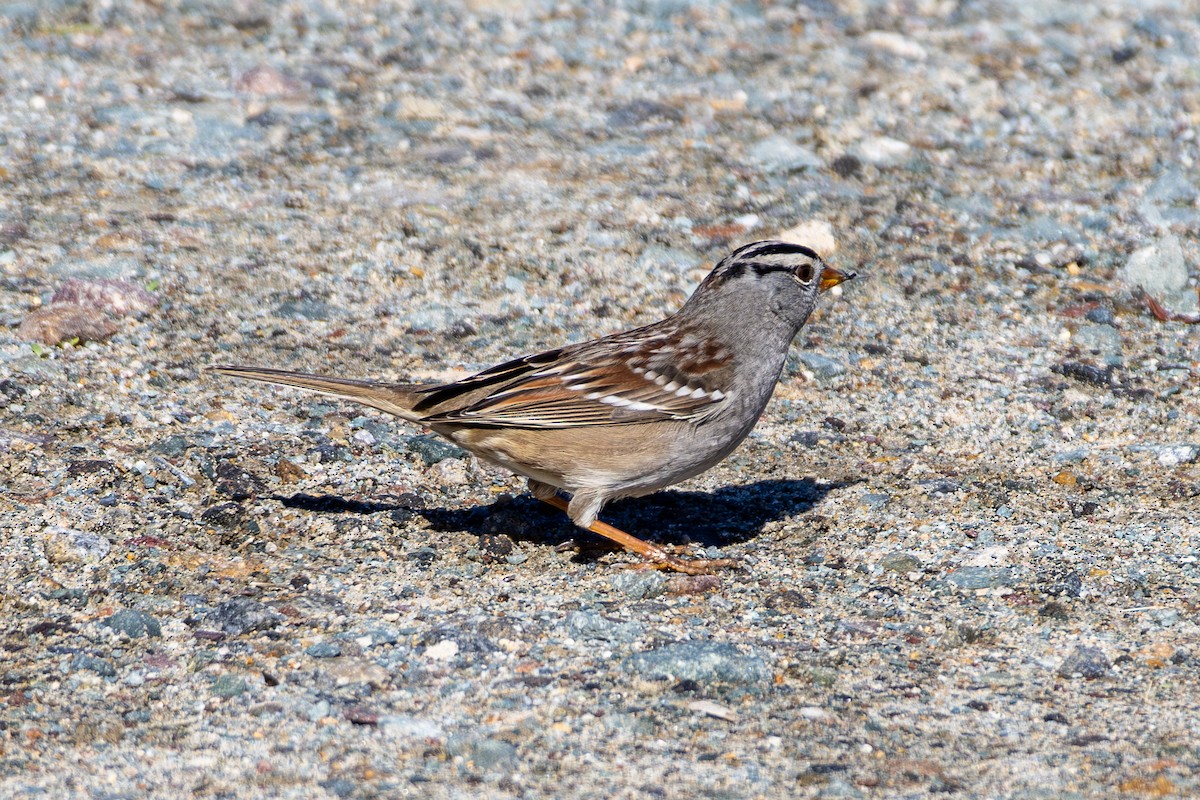 Chingolo Coroniblanco - ML645822001