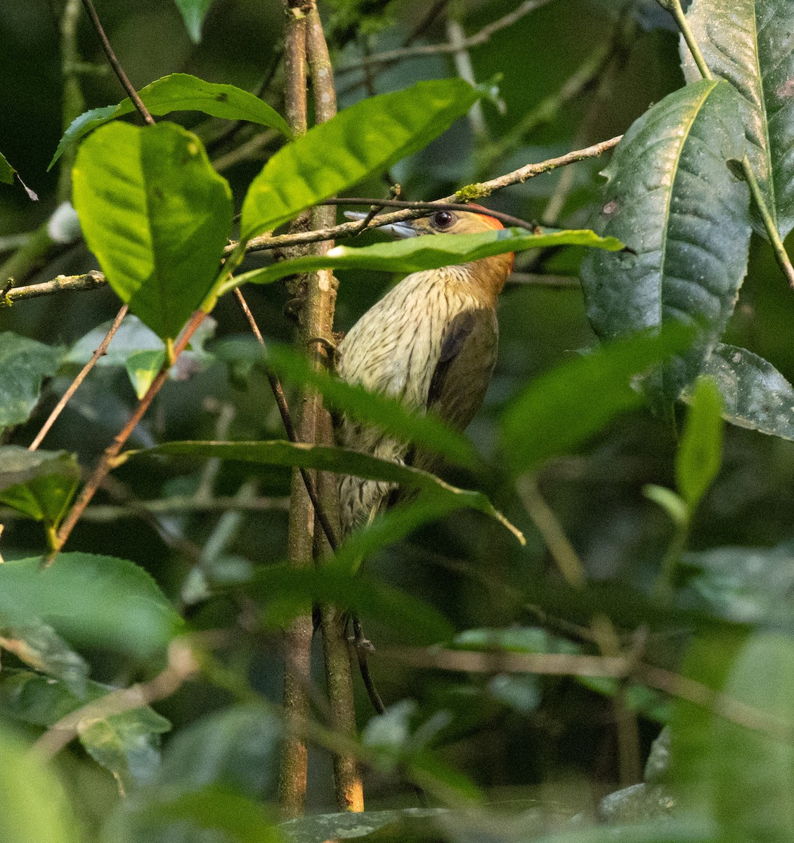 Elliot's Woodpecker (Elliot's) - ML645822005