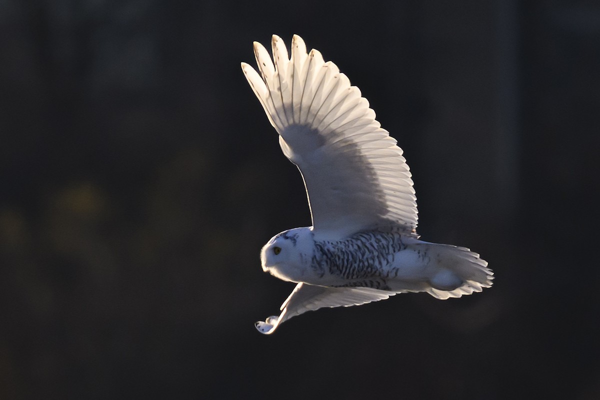 Snowy Owl - ML645822019