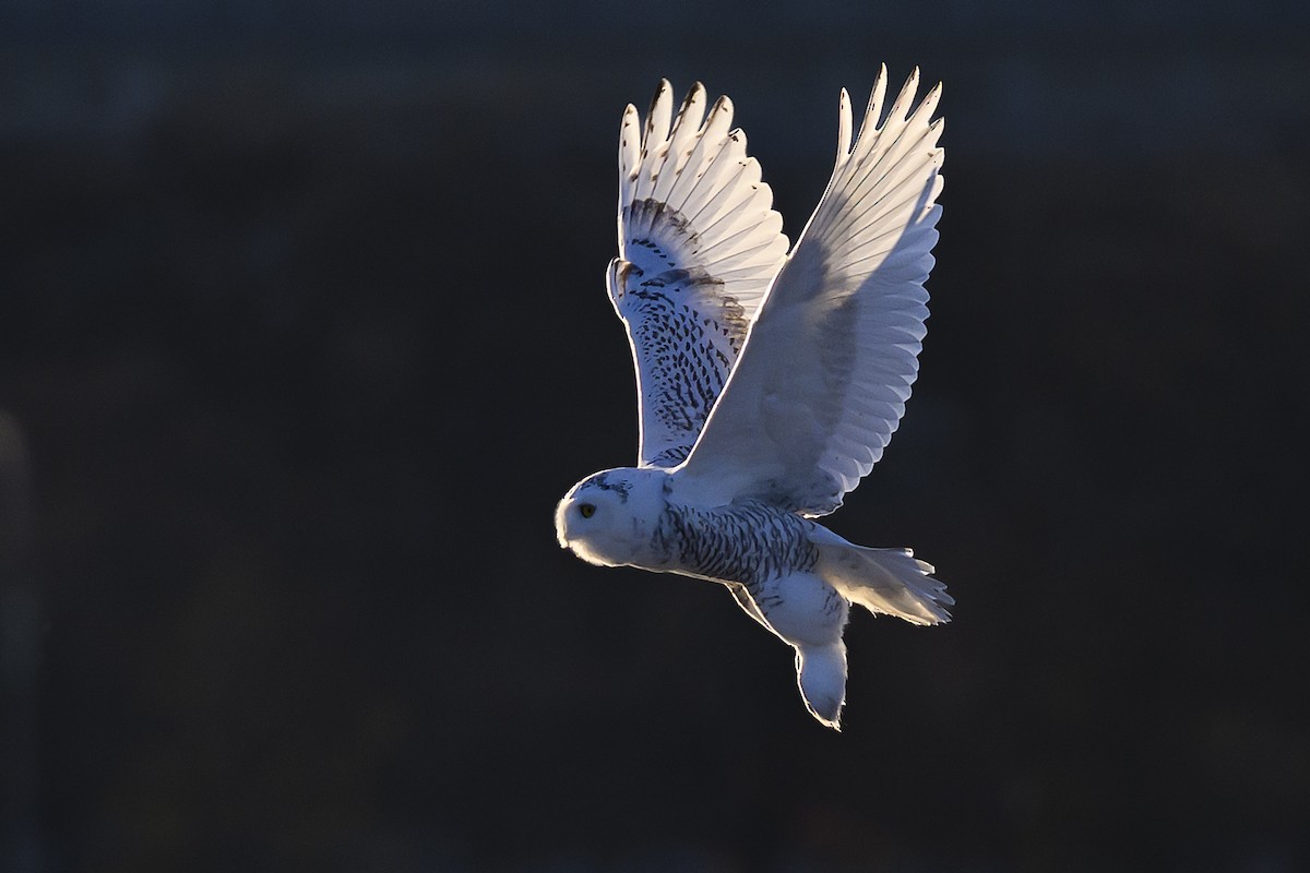 Snowy Owl - ML645822020