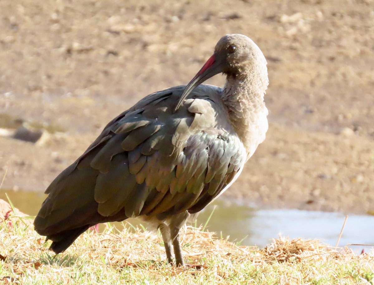 Hadada Ibis - ML645822023