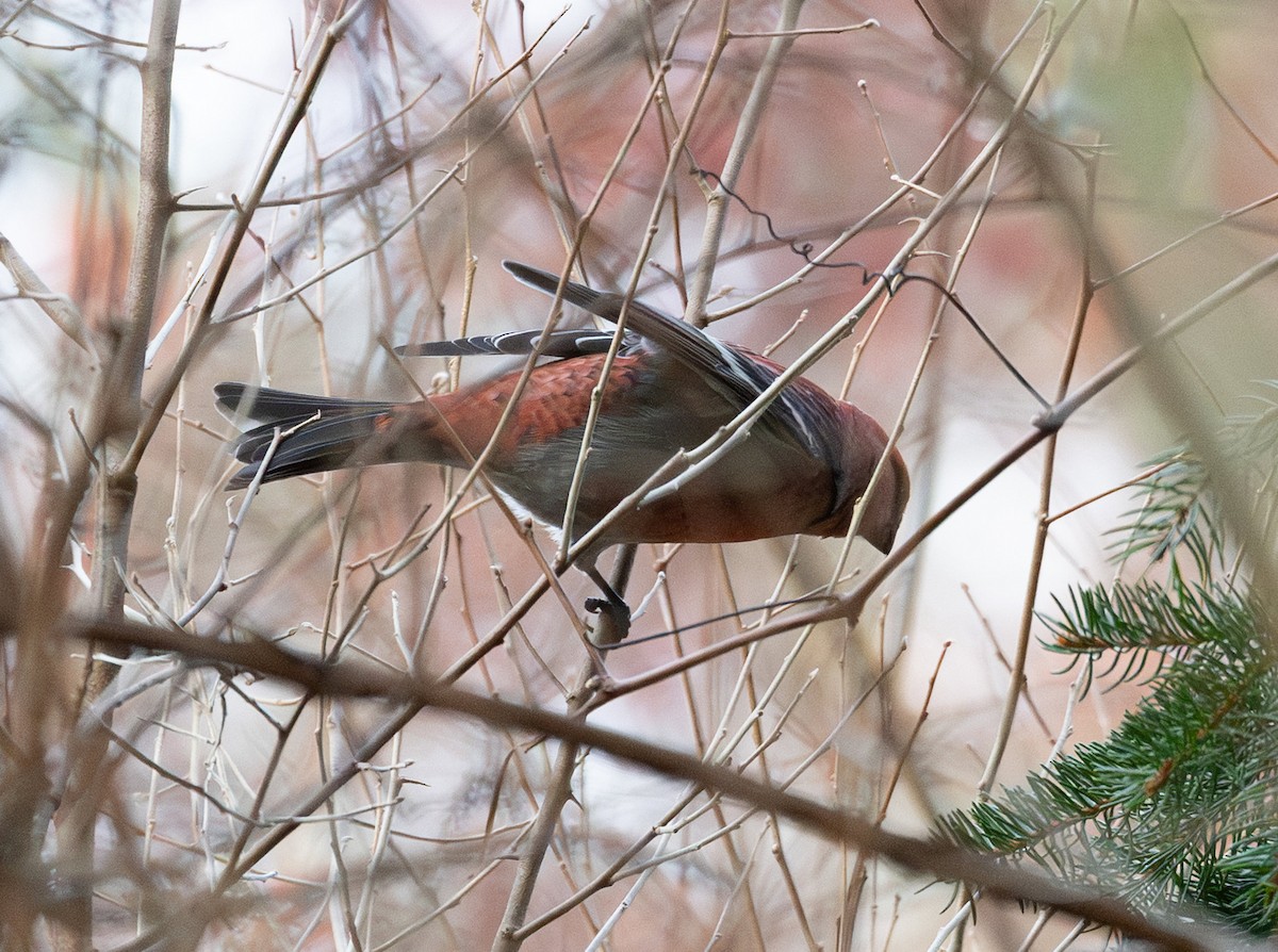 ギンザンマシコ（leucura） - ML645822029