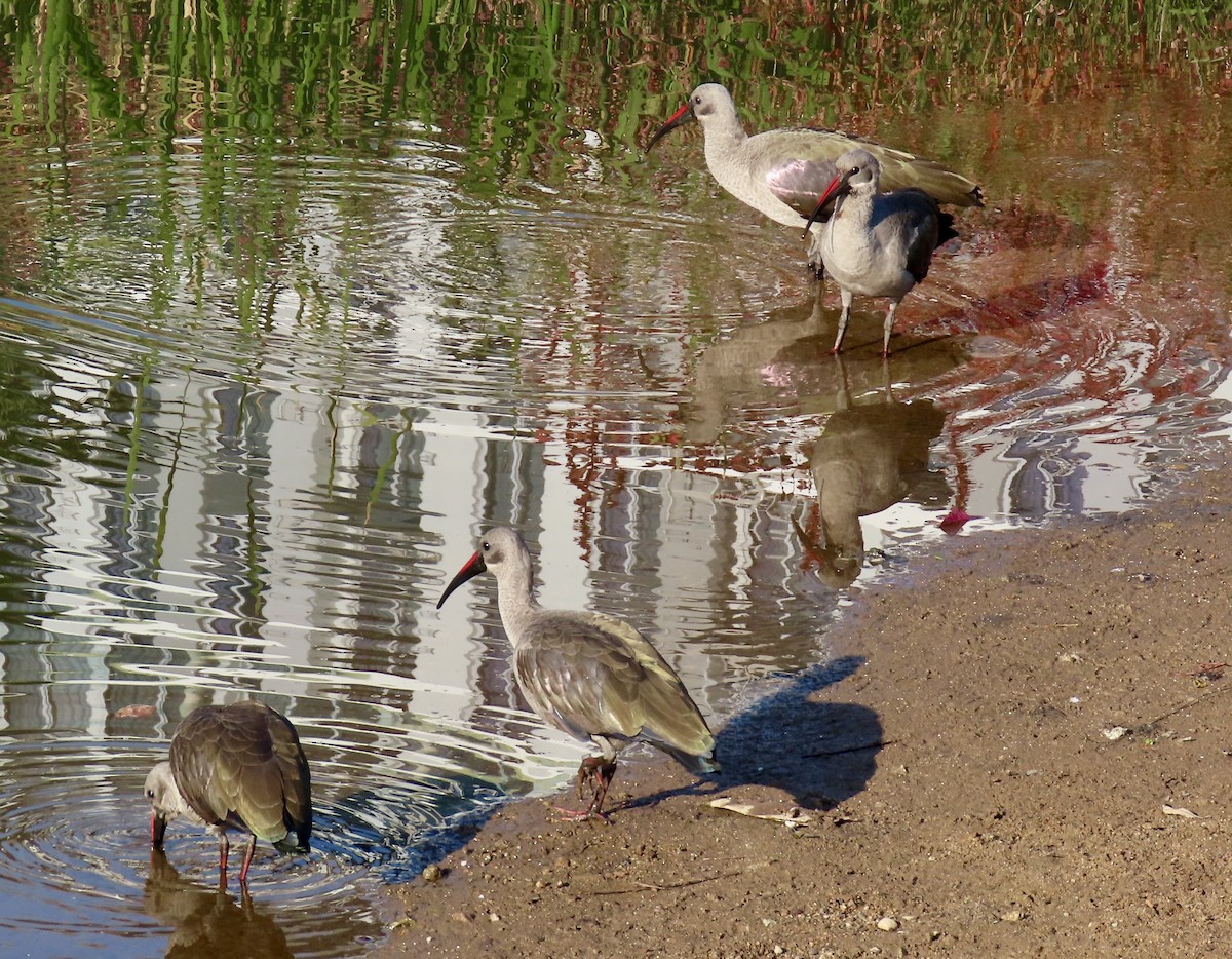 Hadada Ibis - ML645822031