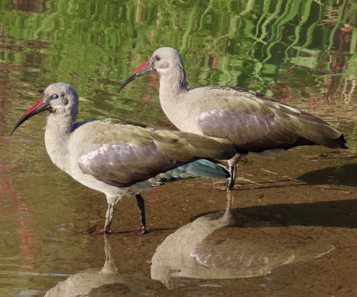 Hadada Ibis - ML645822035