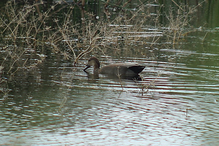 Серая утка - ML645822040