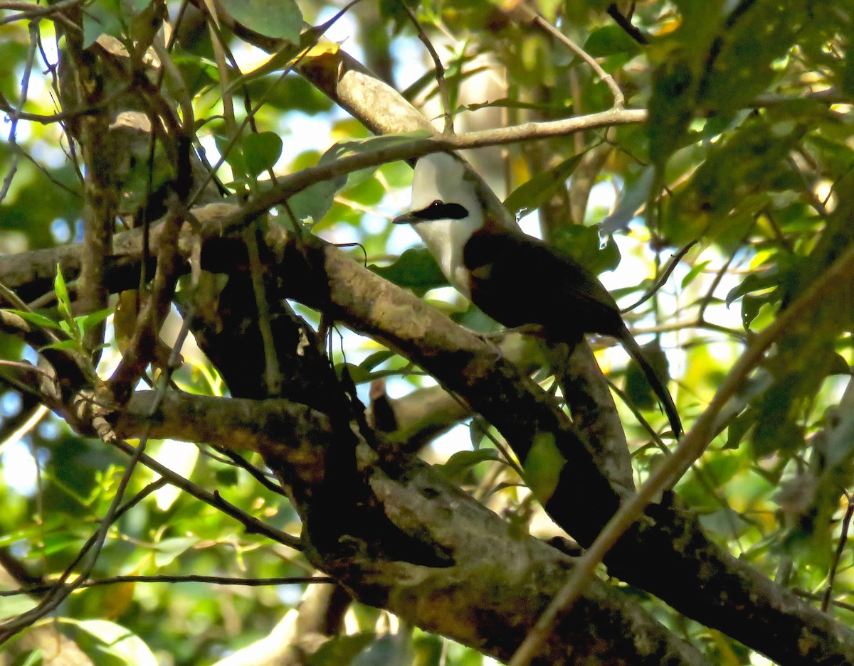 Ak Tepeli Gevezeardıç - ML645822041