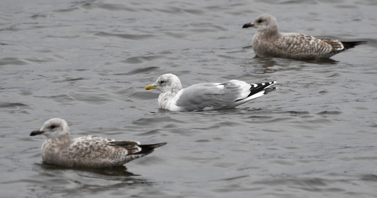 Iceland Gull (Thayer's) - ML645822043