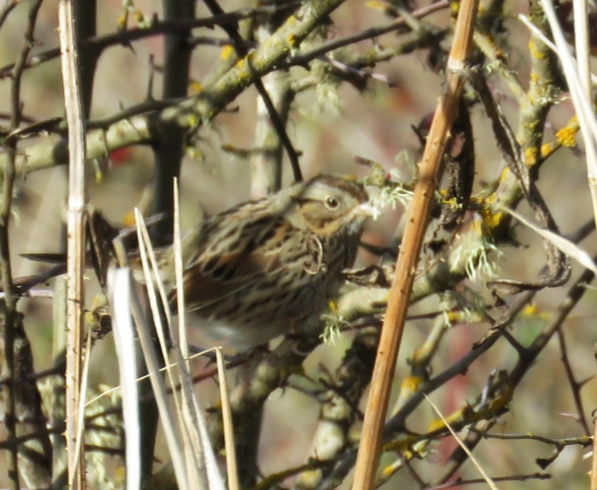 strnadec pruhohlavý - ML645822054