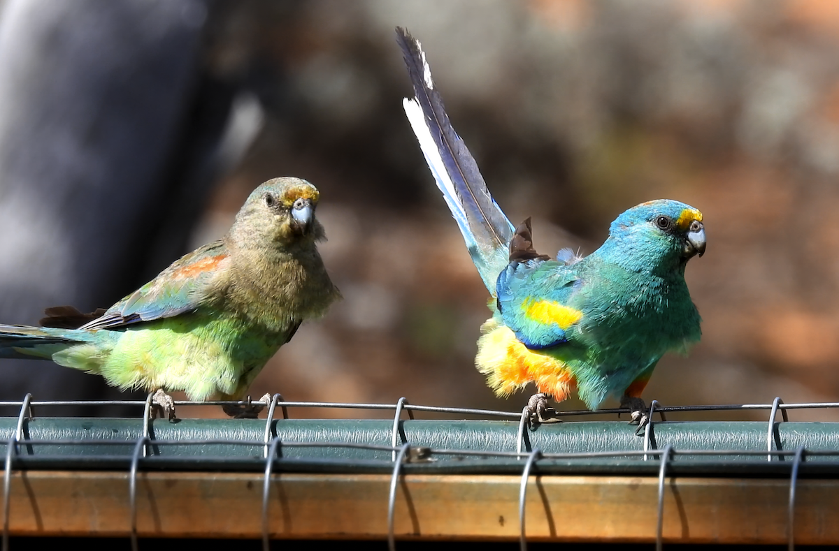 Mulga Parrot - ML645822076