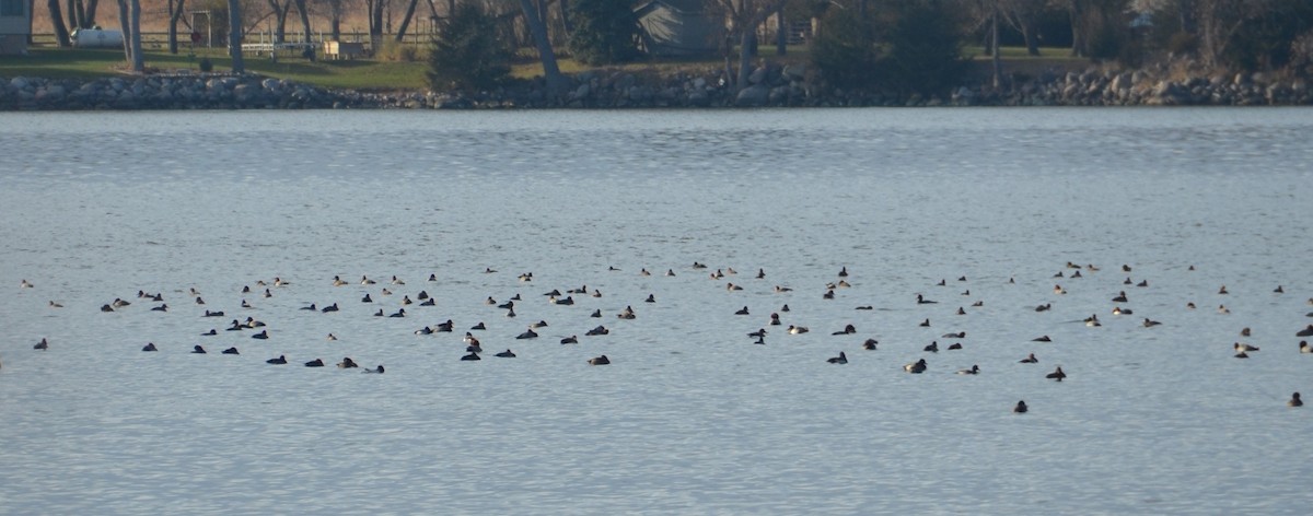 Redhead - ML645822078