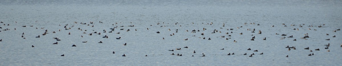 Redhead - ML645822093