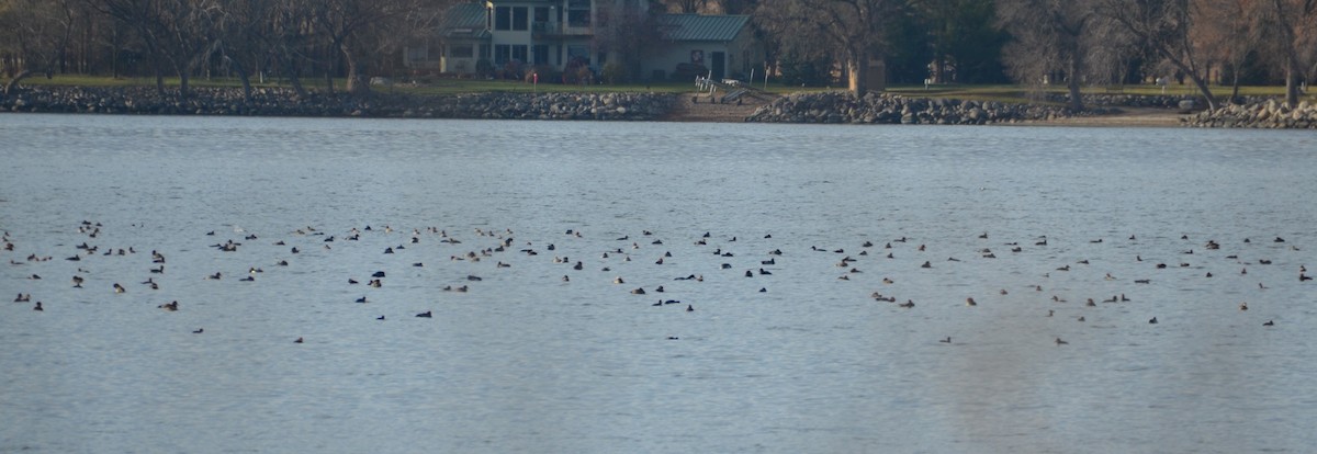 Redhead - ML645822096