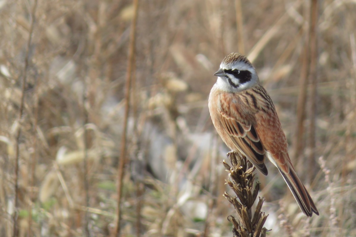 ホオジロ - ML645822100