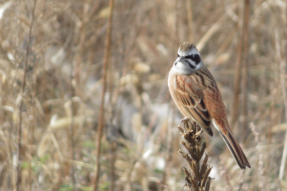 ホオジロ - ML645822101