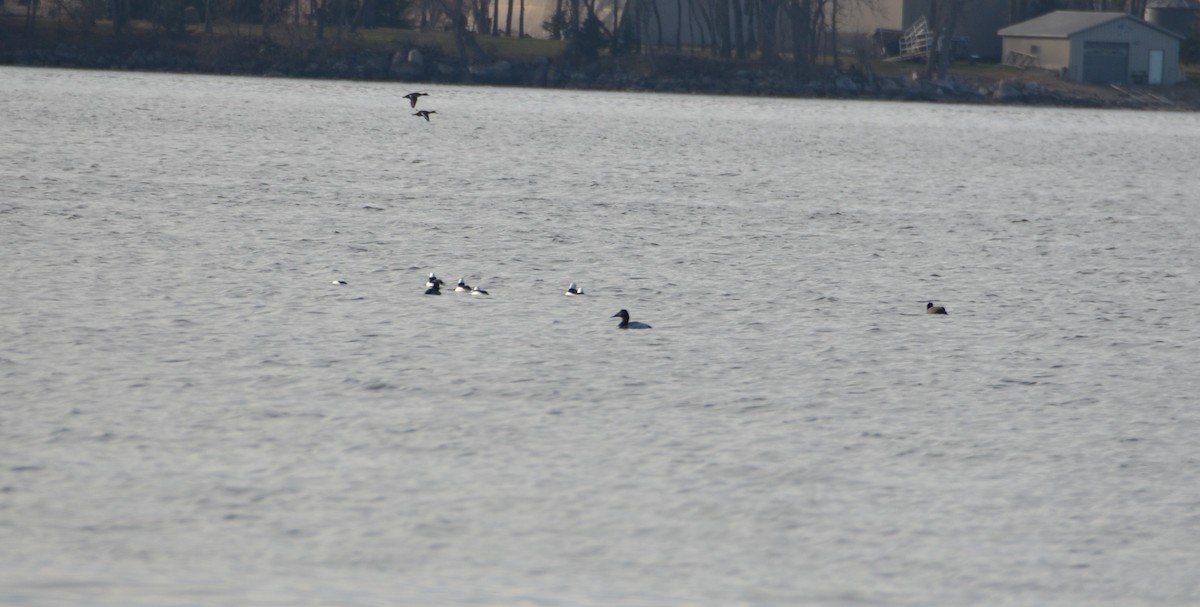 Bufflehead - ML645822102
