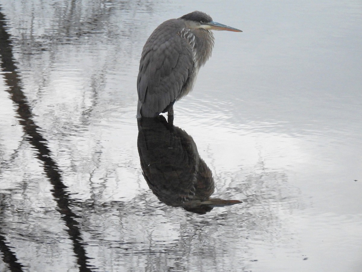 Great Blue Heron - ML645822107