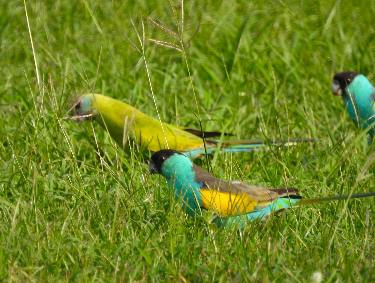 Hooded Parrot - ML645822109