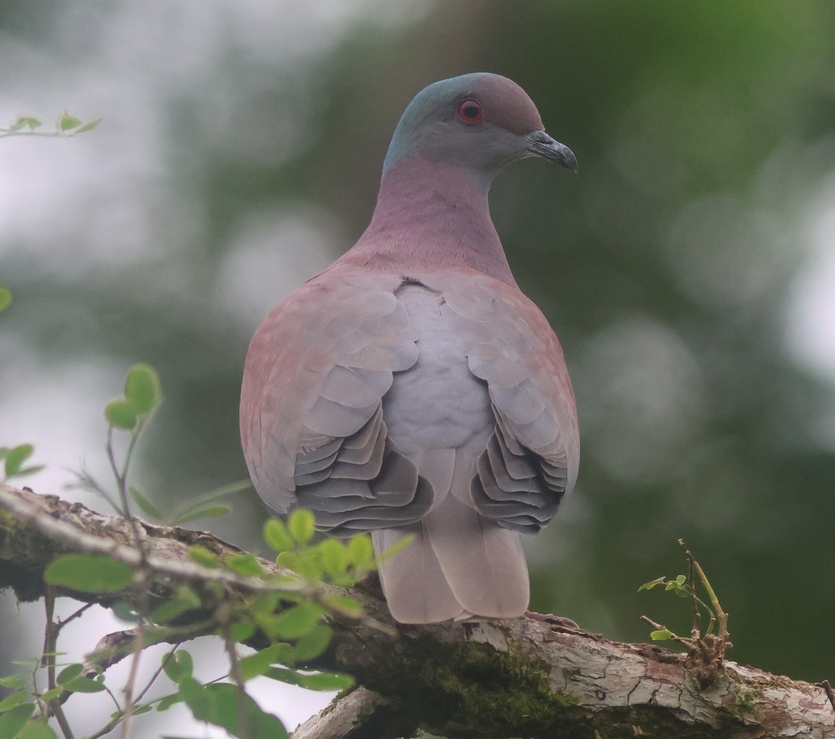 Pale-vented Pigeon - ML645822110